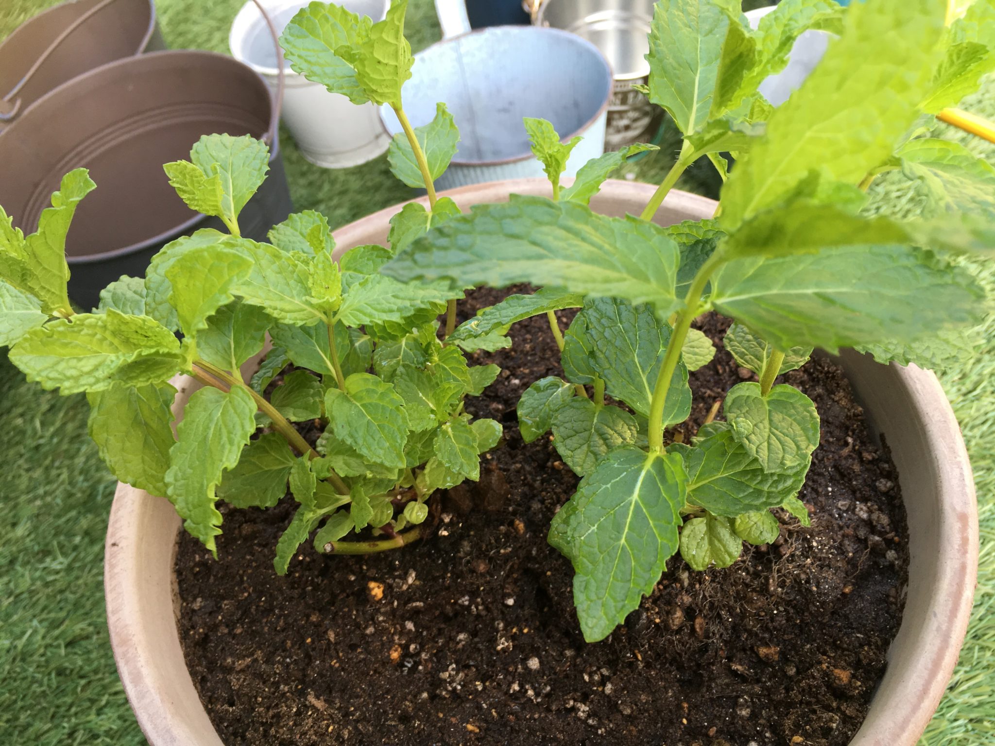 玄関やお庭から侵入してくる蚊を撃退 虫の嫌う植物でこの時期を乗り越える ハムさんブログ